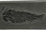 Devonian Lobe-Finned Fish (Osteolepis) Pos/Neg - Scotland #177083-4